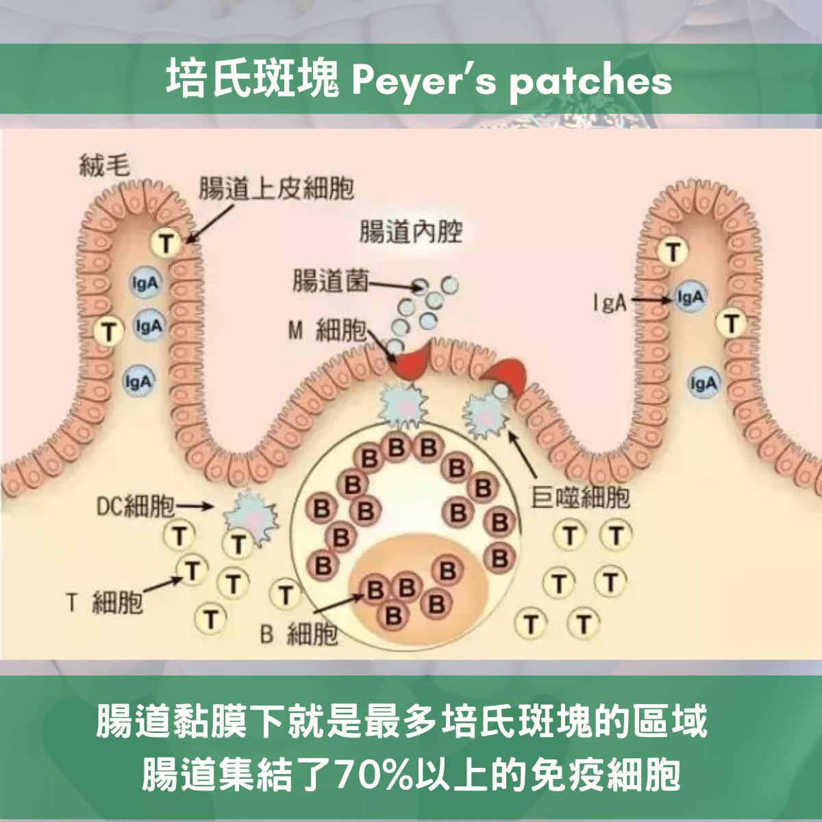 二肽內源性物質激活培氏班塊 Peyer’s patches